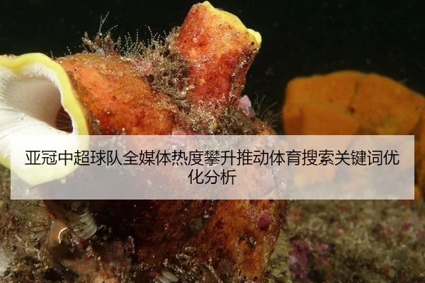 亚冠中超球队全媒体热度攀升推动体育搜索关键词优化分析